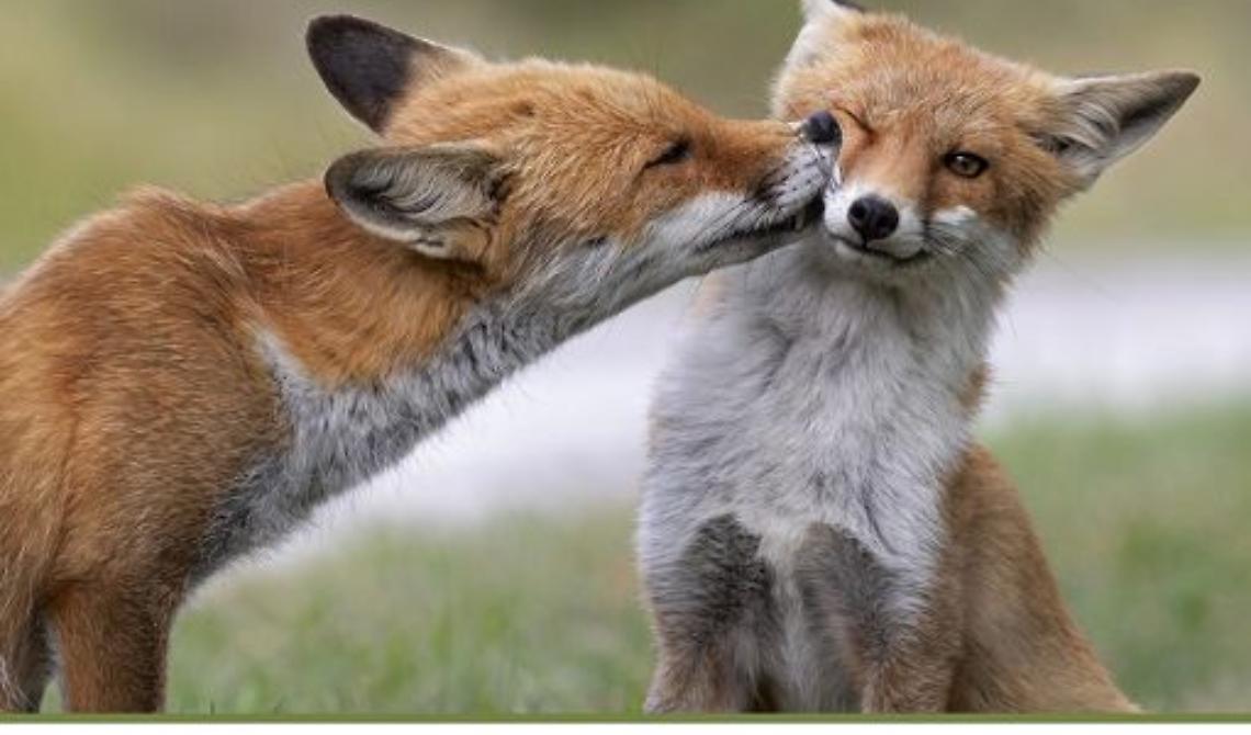 Il bacio della volpe, fotografato a Pescasseroli da Giuliano Zappi, vince "Obiettivo Terra" 2022