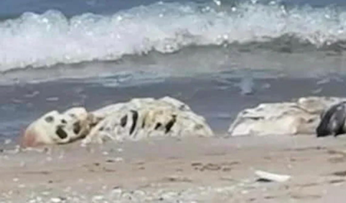 Dal mare di San Menaio emerge uno scheletro umano
