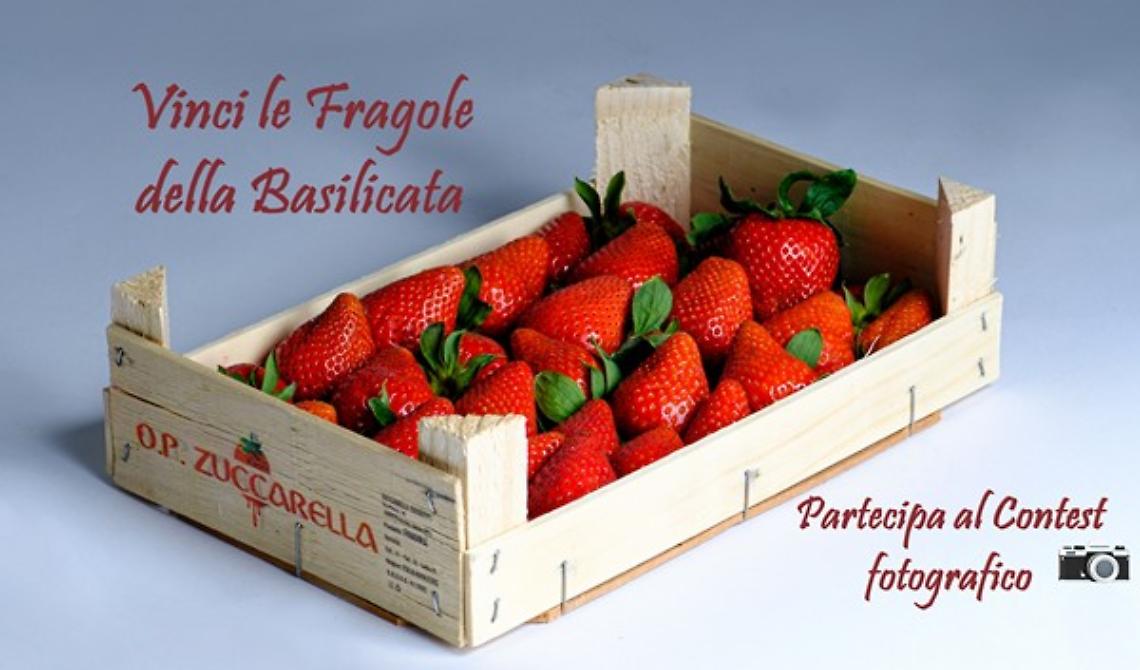 Ecco il concorso fotografico di Op Zuccarella per vincere le fragole della Basilicata