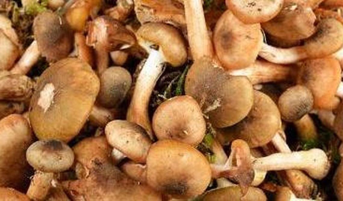 Il centro antiveleni di Foggia interviene per salvare una coppia di Brindisi intossicata da funghi velenosi 
