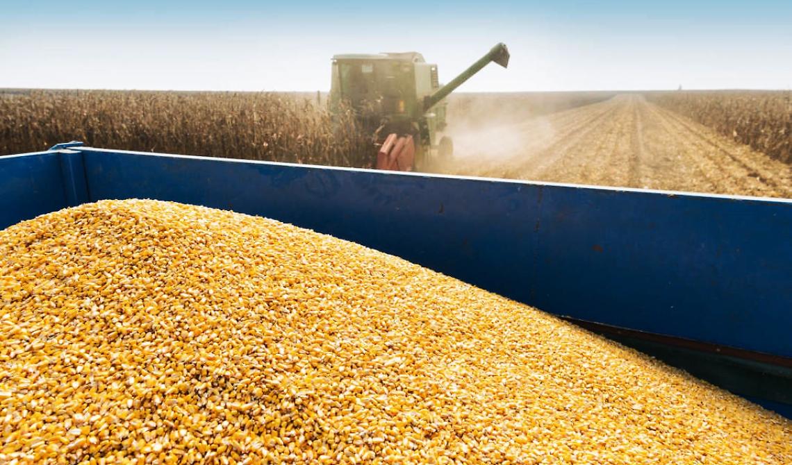 Caos grano duro: quotazioni superiori del 70 per cento rispetto al 2021 e cerealicoltura in tilt