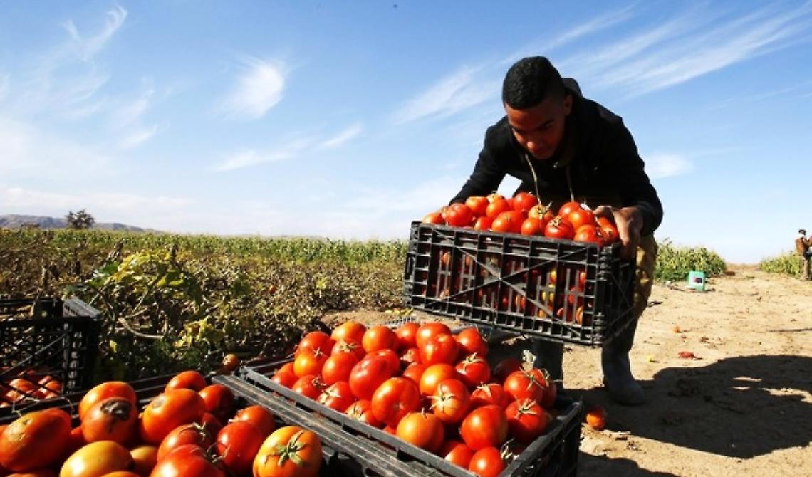 Rinnovato il contratto collettivo di lavoro degli operai agricoli: 1,2 milioni di lavoratori interessati