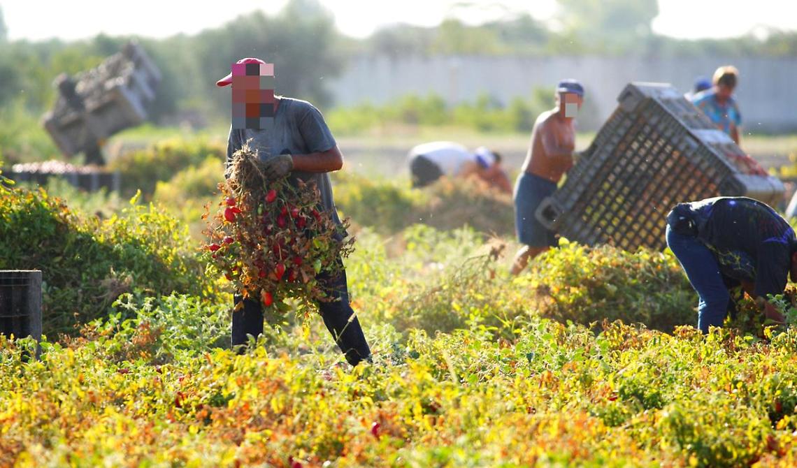 Lavoro nei campi? La Coldiretti suona la sveglia: "Mancano lavoratori stagionali in Basilicata"