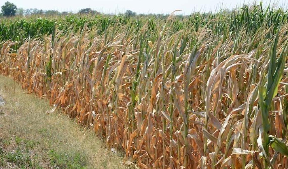 Agricoltura e siccità, Patuanelli annuncia un vertice tra ministeri: "Situazione delicata"