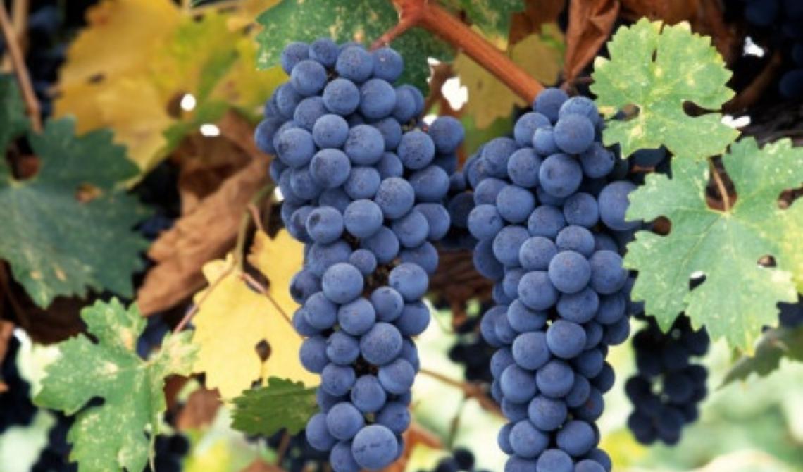 Promozione dei vini lucani sui mercati dei Paesi terzi: da Via Verrastro l'Avviso da 400 mila euro