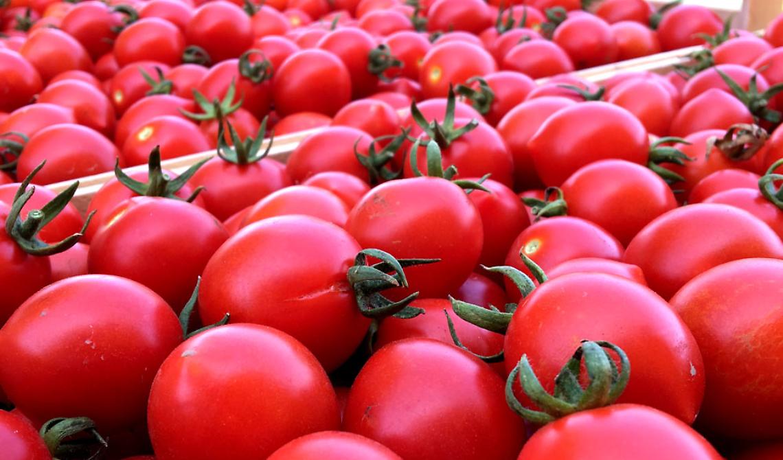 Caldo e siccità, in Basilicata preoccupa la raccolta del pomodoro: il comparto vale 3,7 milioni 