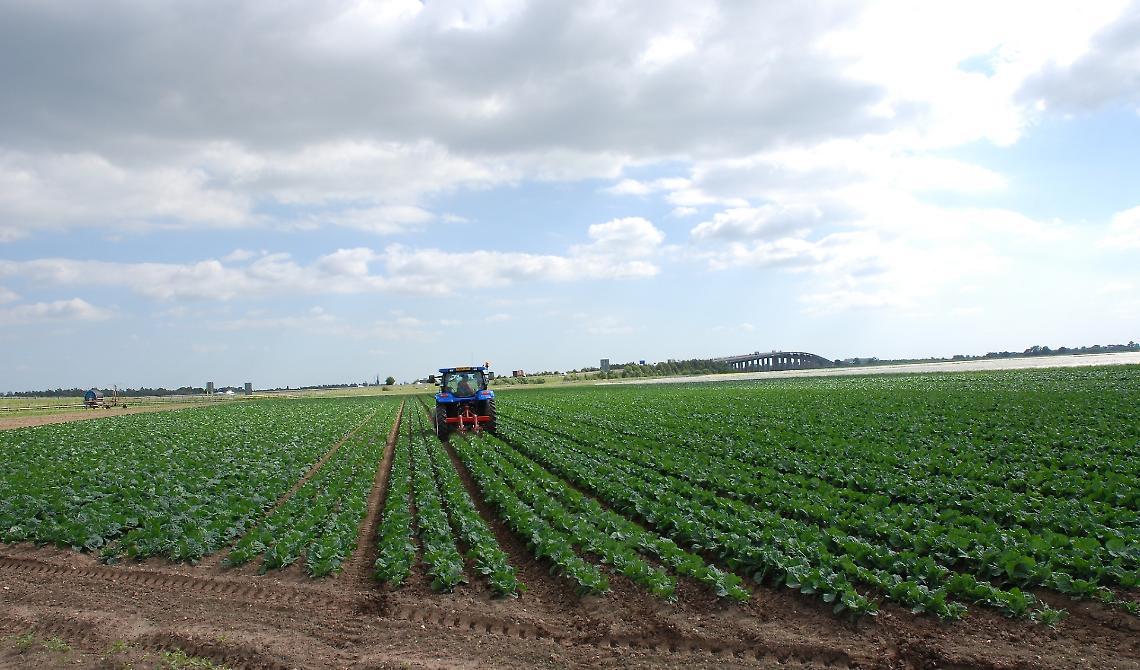 Agricoltura lucana in crisi, da Via Verrastro una misura di sostegno temporaneo da 7 milioni 