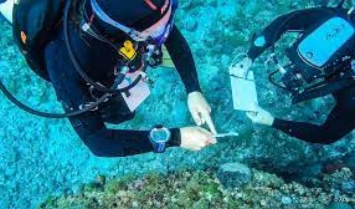 Trovato alla Isole Tremiti esemplare di "Nacchera spinosa": il mollusco era ritenuto estinto da una epidemia  
