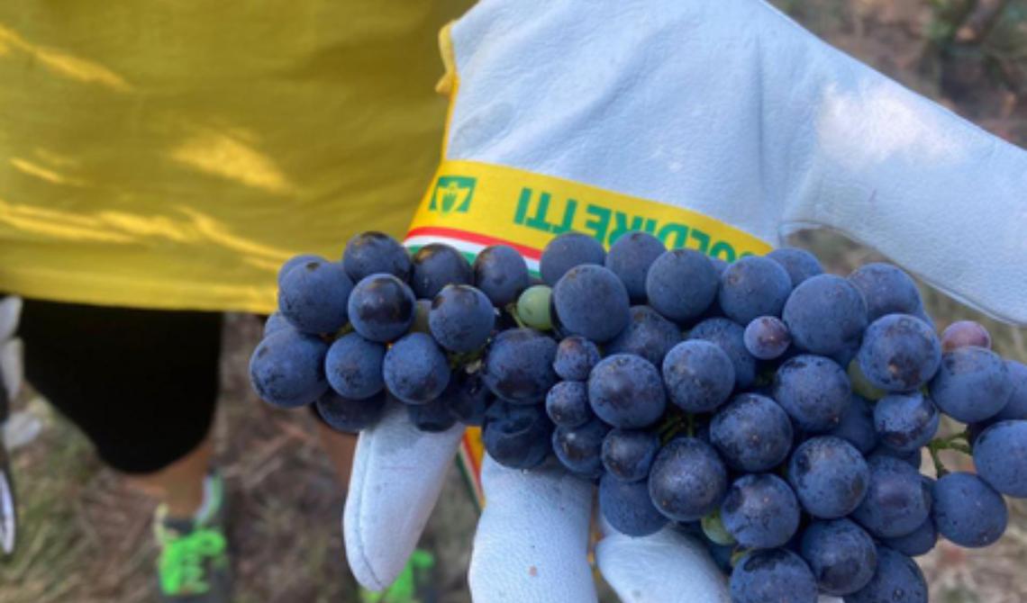 Vendemmia 2022 in Basilicata, Coldiretti prevede una buona annata 