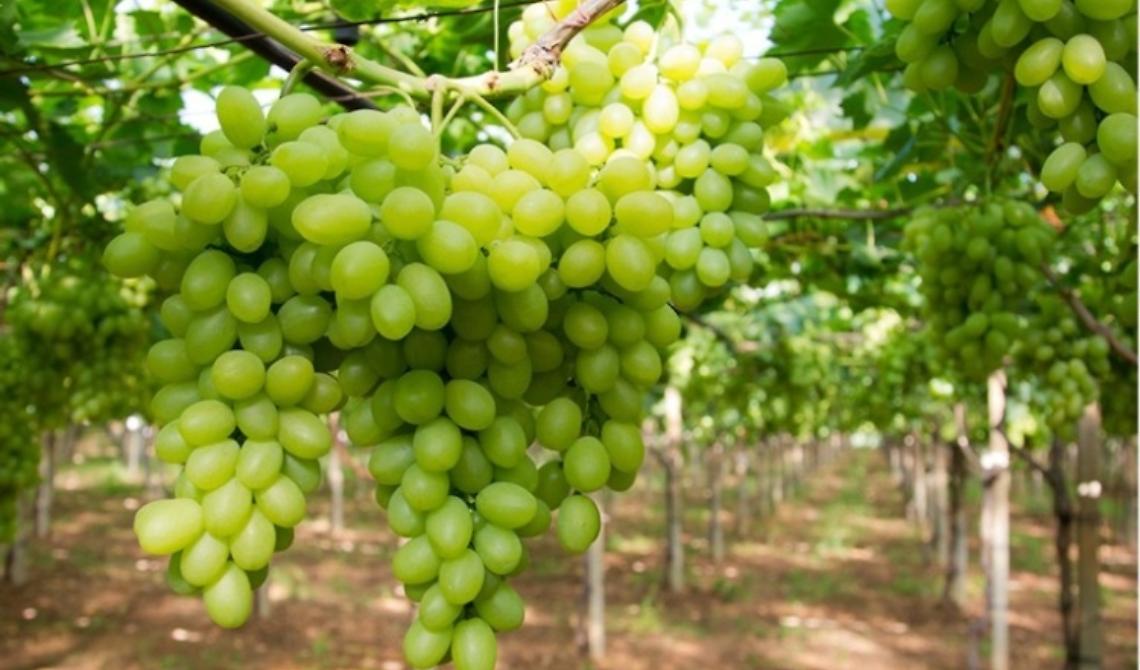 Uva da tavola e impatto della Gdo: per un Kg ai produttori 40 centesimi, al supermercato 4 euro 