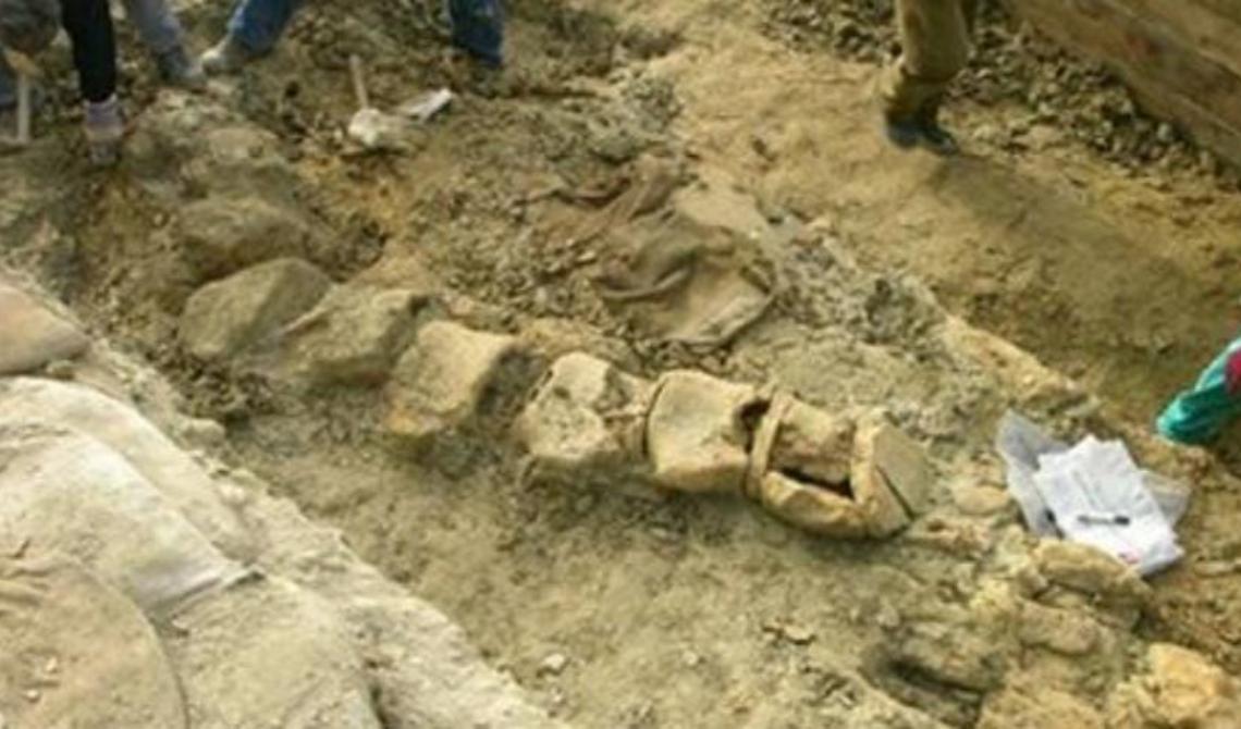 Matera, al via il cantiere per il restauro della "Balena Giuliana", il fossile ritrovato nel 2006 sulle sponde della diga di San Giuliano