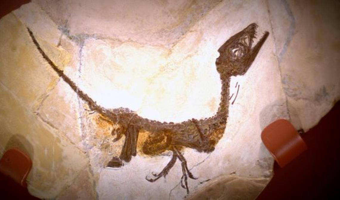 Nuove indagini sul fossile del piccolo Ciro: il primo e più importante dinosauro scoperto in Italia, in provincia di Benevento