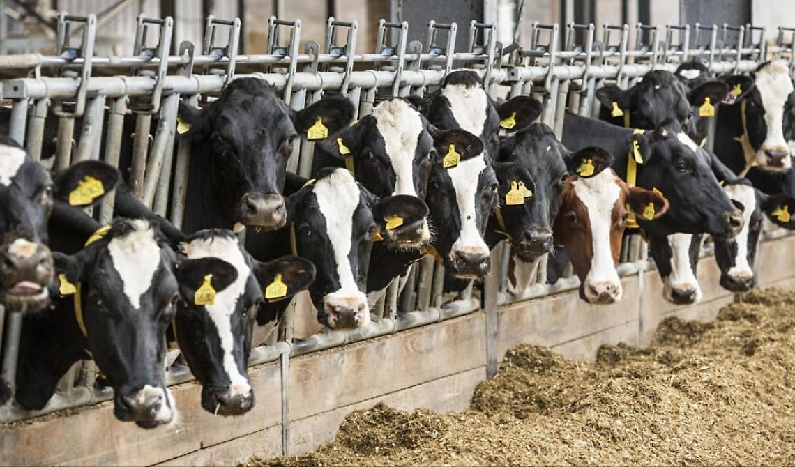 Agricoltura, zootecnia, elicicoltura: 900 lucani under 40 sono impegnati nell'innovazione 