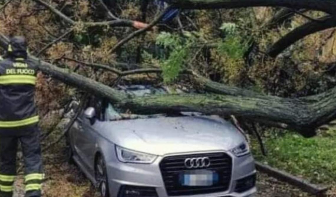Maltempo, vento e neve: così anche gli alberi pericolanti diventano un serio pericolo
