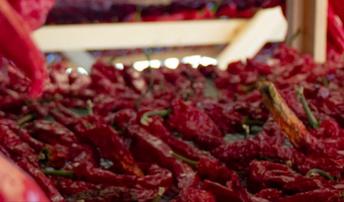 In Basilicata un percorso formativo per chi sogna di fare impresa nel settore agroalimentare 