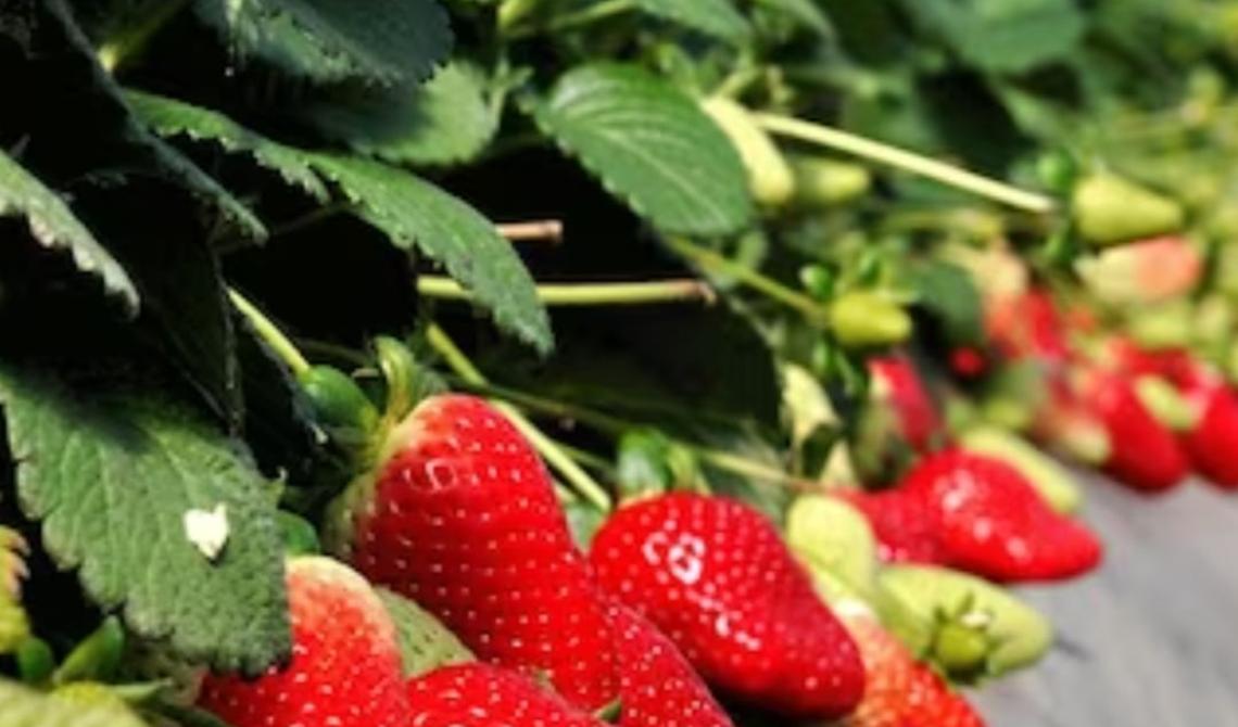 La Cia-Agricoltori tira le somme della stagione 2022: in Basilicata c'è resilienza ma pesa l'inflazione