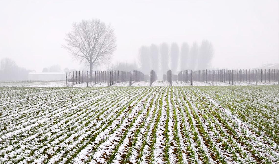 Maltempo e agricoltura: gelo e neve bastonano colture e imprese, danni da 6 miliardi di euro