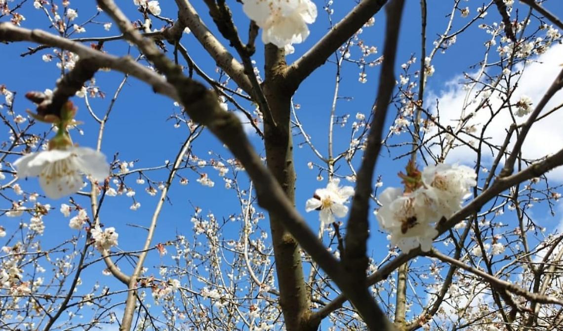 A febbraio in molte zone d'Italia i ciliegi sono in fiore: è l’effetto della siccità