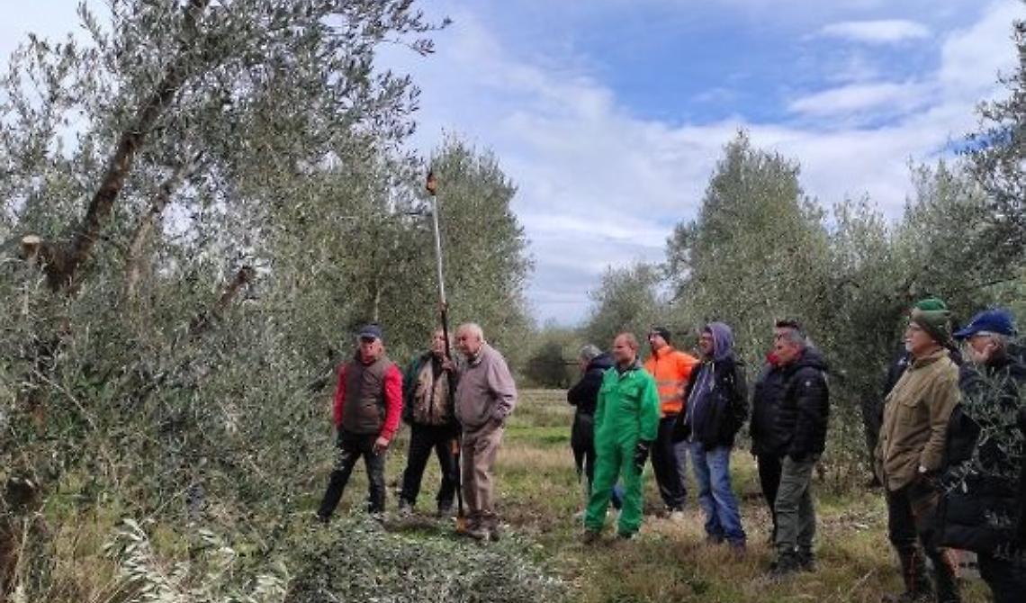 Olio e olive di Missanello, il sindaco Sinisgalli: “Risorsa da valorizzare sempre di più”
