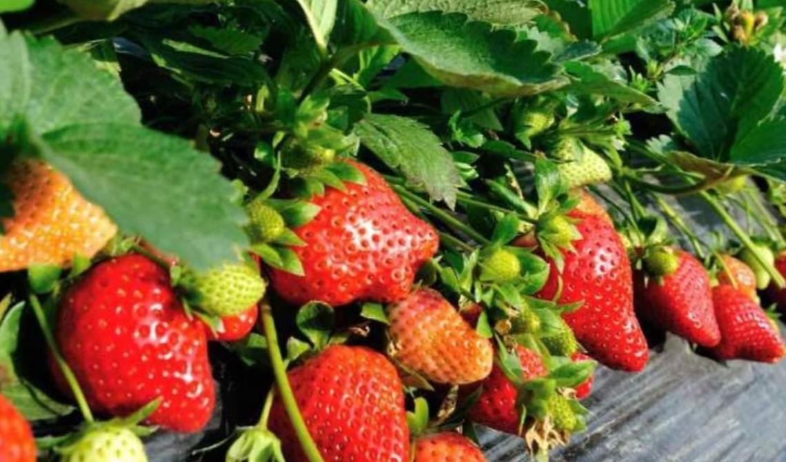 Prezzi all'ingrosso della Rete Italmercati: calano le quotazioni delle Fragole 