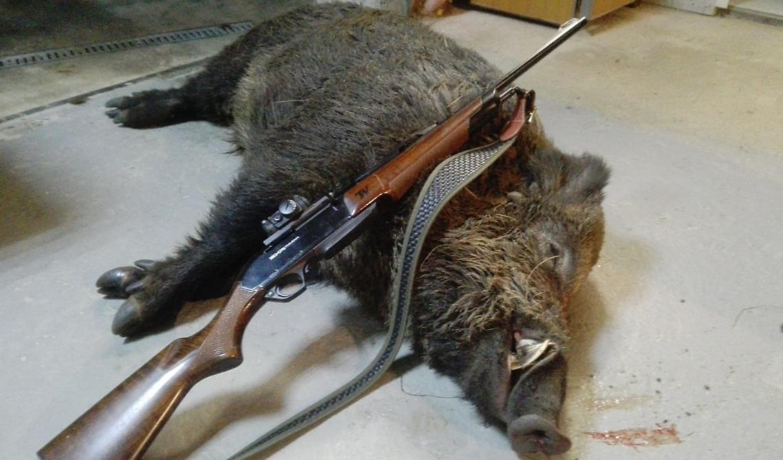 Troppi i casi d'intossicazione da carne cruda in provincia di Foggia, Luana Zanella: "Sospendere la caccia ai cinghiali"