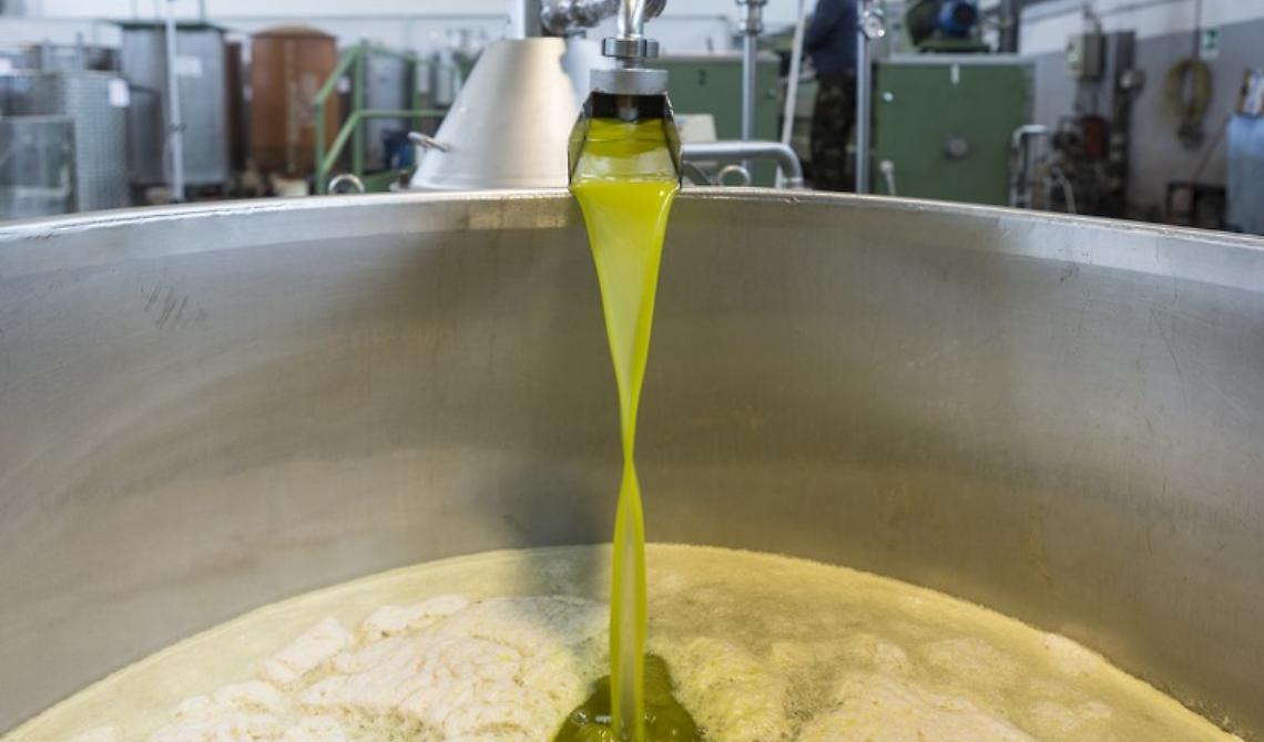 In Puglia crolla del 52% la produzione dell'olio, in Basilicata del 40%
