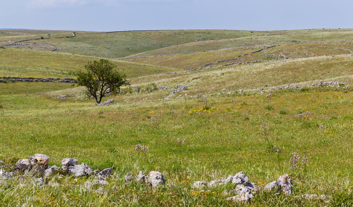 Una spinta per il ritorno dei giovani alla terra: all'asta 3.200 ettari di terreni incolti tra Basilicata e Puglia, il 20% in provincia di Foggia