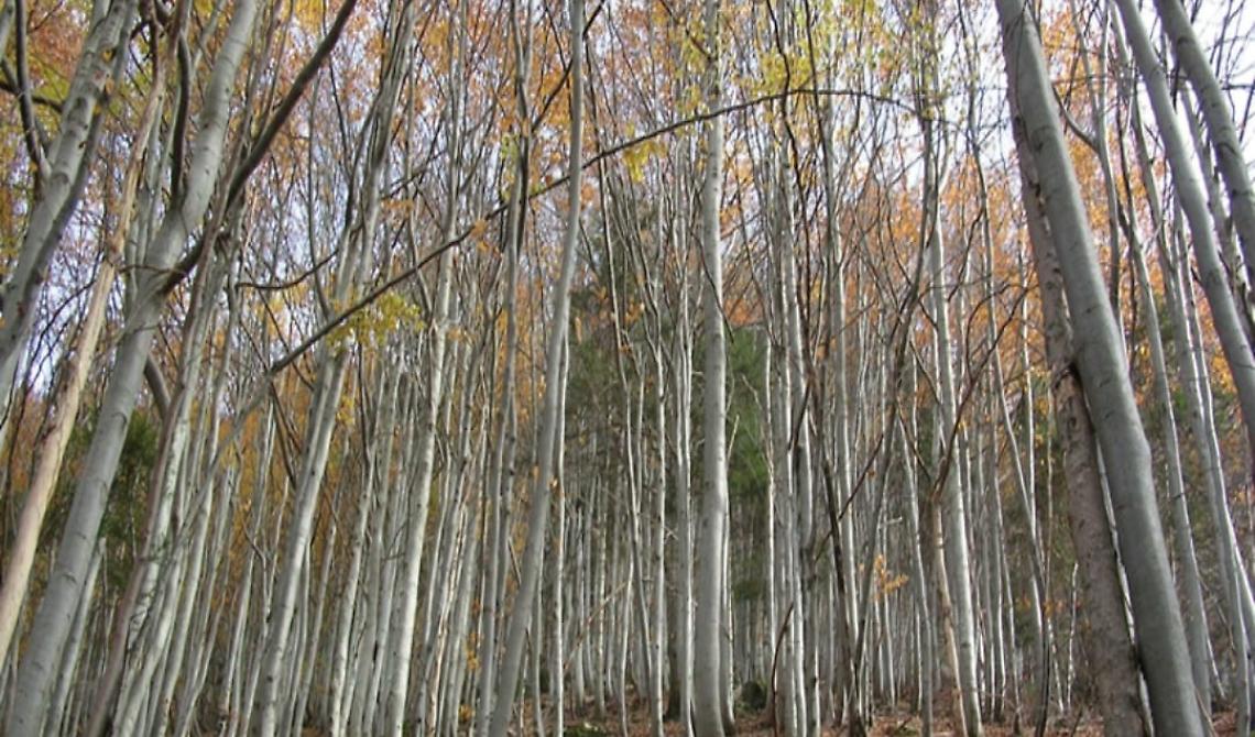 Tortorelli (Uil) rispolvera una vecchia idea di Braia: istituire un’Agenzia regionale agro-forestale 