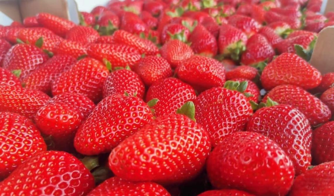 La fragola della Basilicata verso il riconoscimento Igp