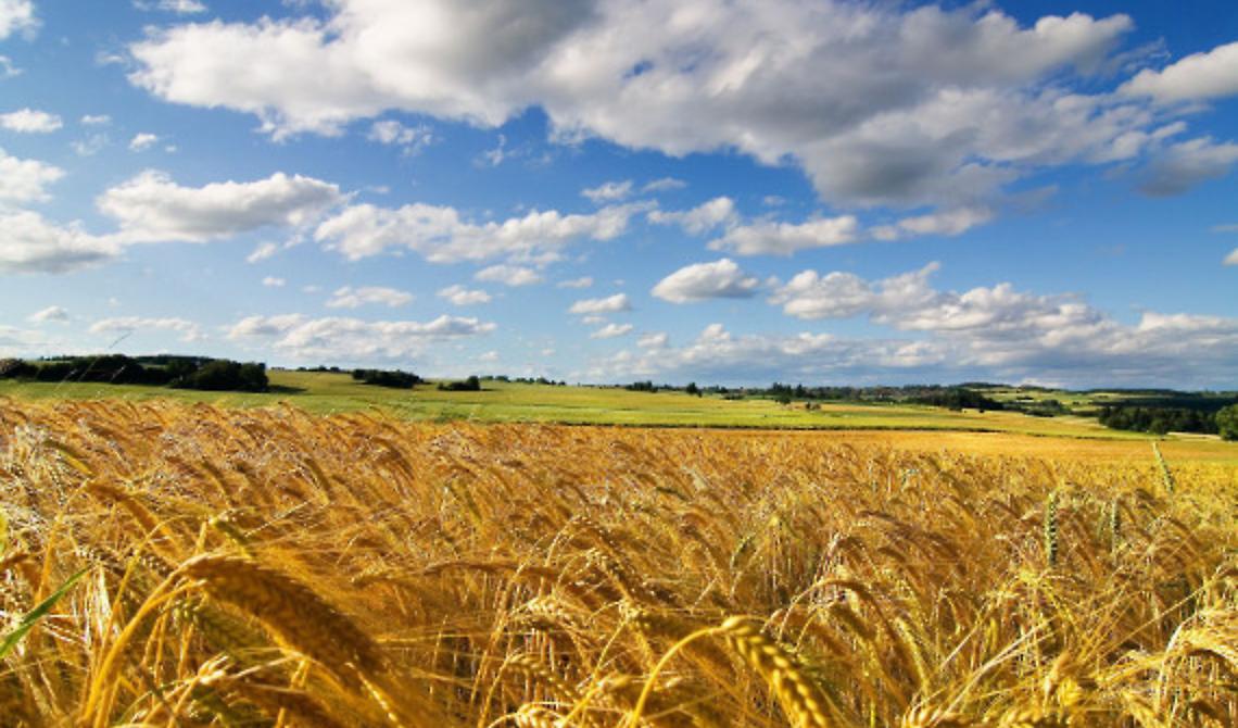 In Puglia la produzione di grano più bassa degli ultimi 10 anni: soffre soprattutto Foggia, granaio d'Italia, con 4.950 aziende