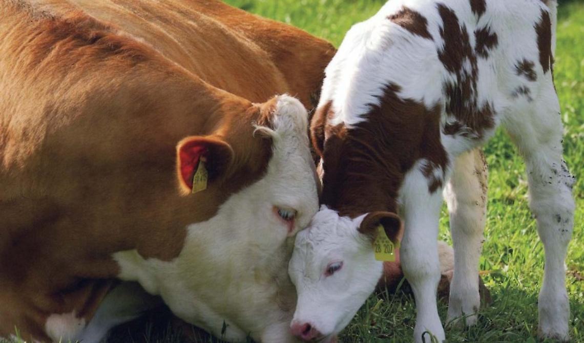 Mamma: una sola specie, un solo cuore.