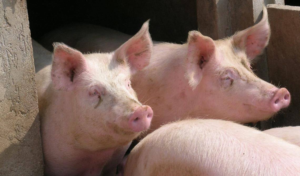 Attenzione alle peste suina: focolai anche nel Lagonegrese e in Val d'Agri. Ecco i comuni colpiti
