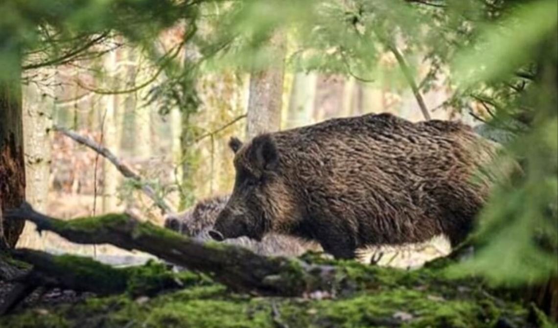 Lo spettro della peste suina preoccupa (e non poco) anche la Basilicata