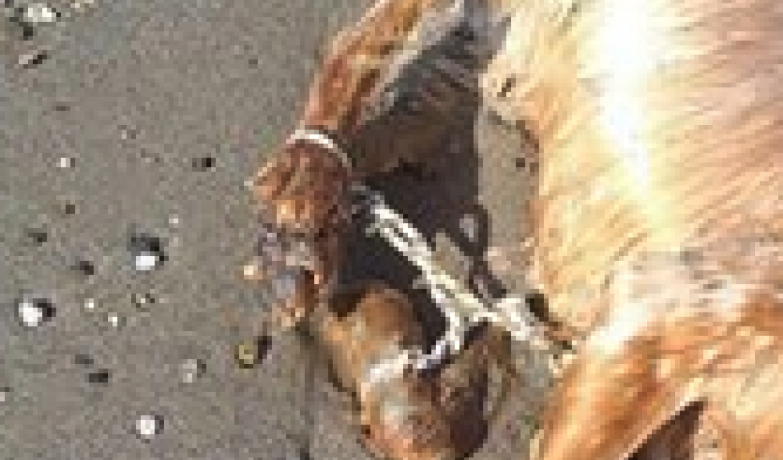 Policoro, cane legato a una boa muore annegato