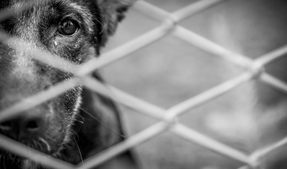 Maltrattamento animali: dopo Bari, Foggia è la provincia con più denunce e più indagati