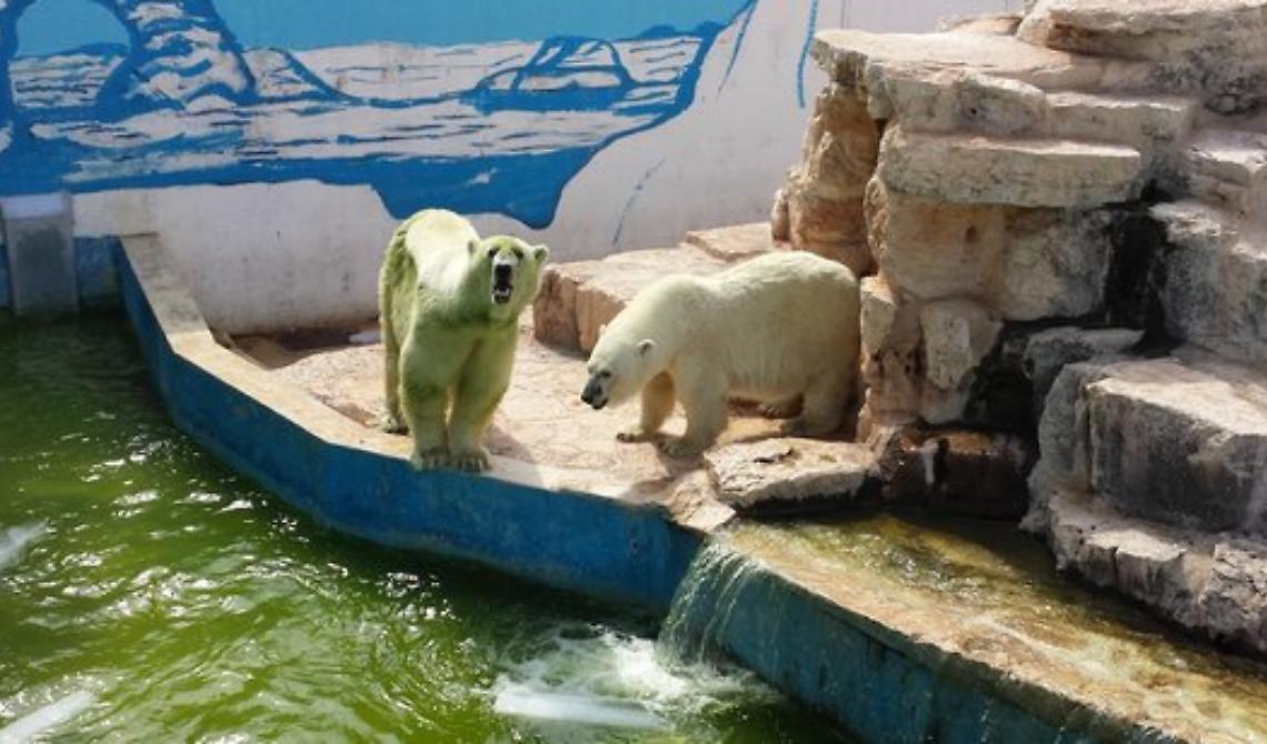 Che ci fanno due orsi polari, mamma e figlia, nello Zoo Safari con temperature africane?