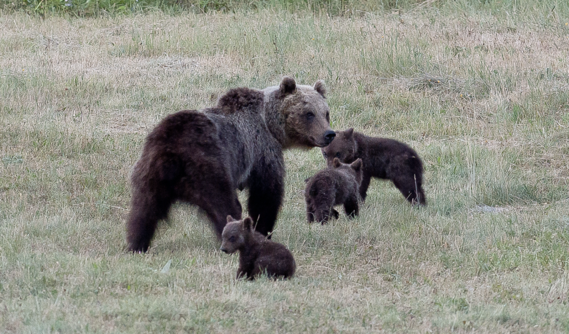 Un bastardo ha ucciso a fucilate Amarena: l'orsa marsicana d'Abruzzo amante degli umani, era a spasso coi suoi cuccioli