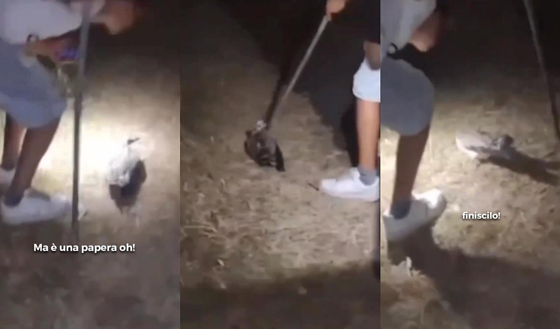 A Rodi Garganico quattro ragazzi bastardi uccidono un'anatra a bastonata 