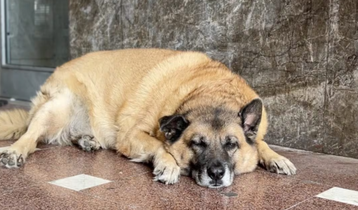 Il Comune di Avellino mette a dieta Pippo: il primo cane libero accudito dalla città