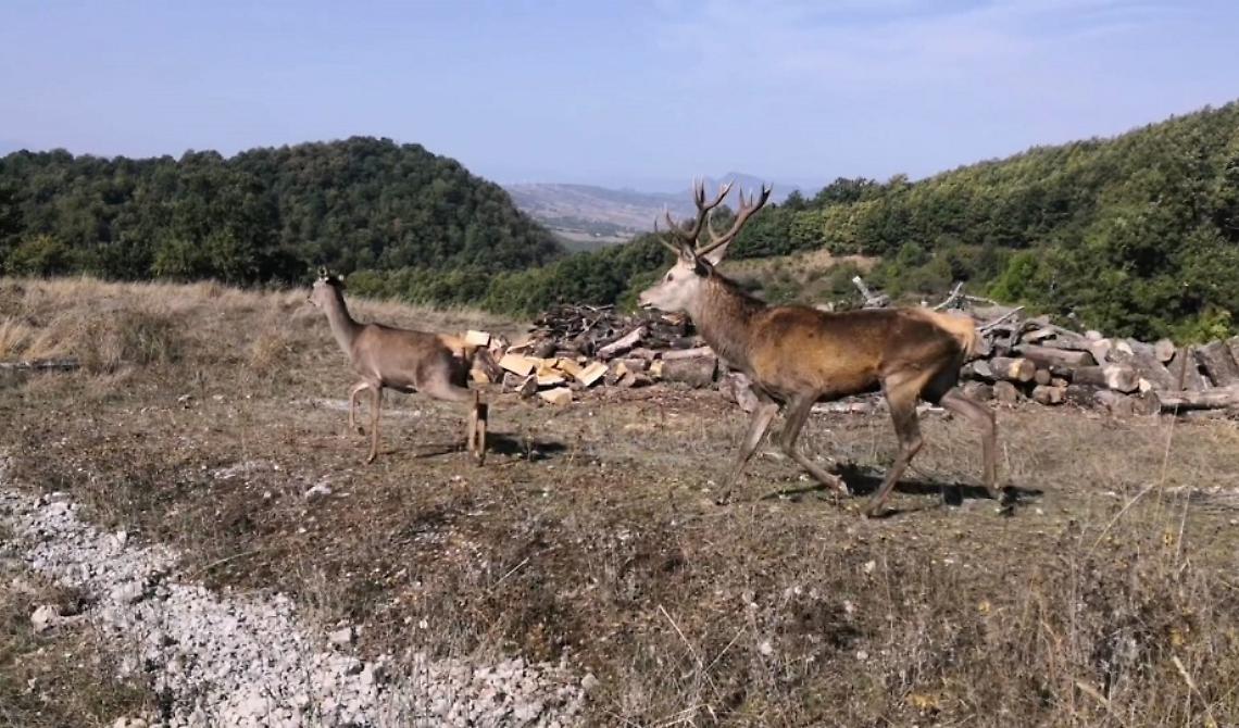 A buon fine il trasferimento di alcuni esemplari di cervo nella Foresta di Fossa Cupa in agro di Abriola