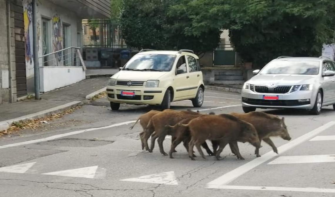 Potenza invasa dai cinghiali: il sindaco Guarente corre (in ritardo) ai ripari 