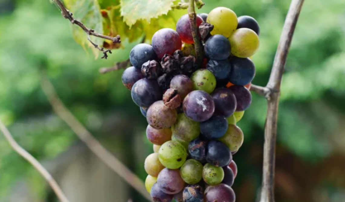 Produzione vinicola: in Basilicata cala del 30 per cento, pesa la "muffa bianca"