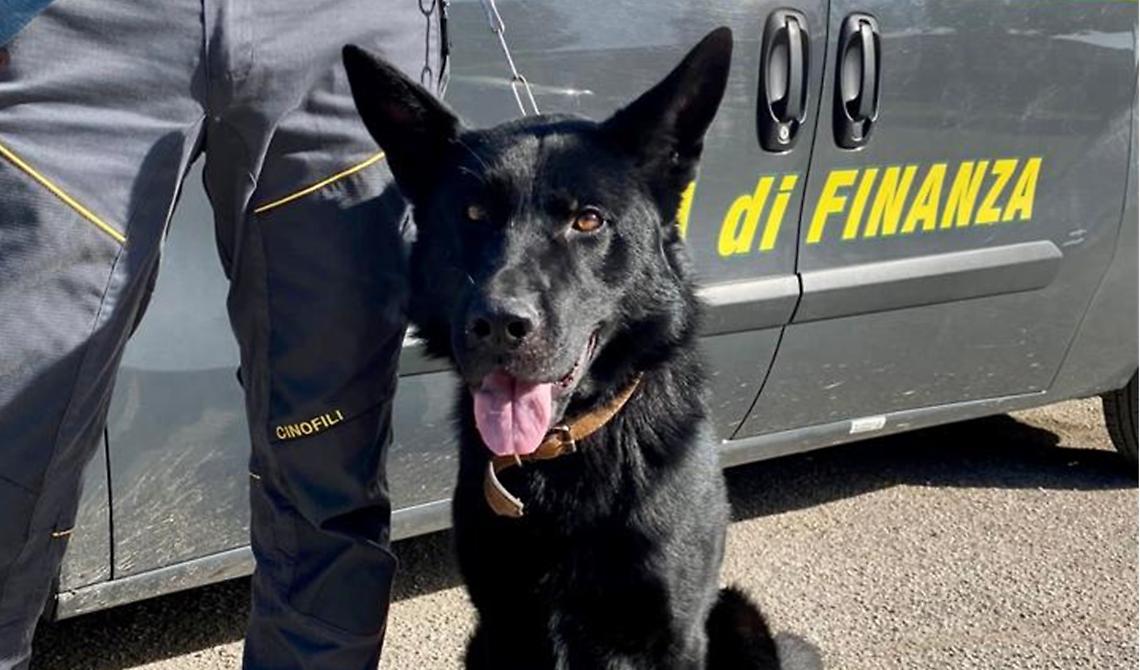 Onore a Horst, Gerico, Jakson e Jim: i 4 cani della GdF di Foggia hanno portato al sequestro di 150 Kg di droga