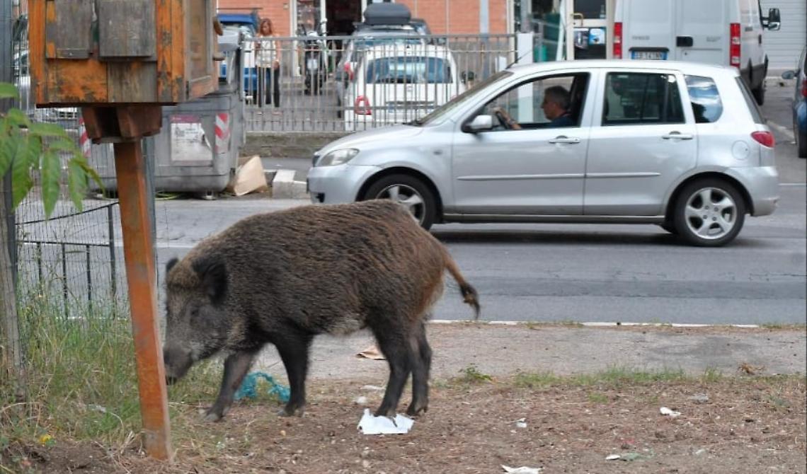Emergenza cinghiali: da Via Verrastro 200 mila euro ai Comuni per l'acquisto di trappole 