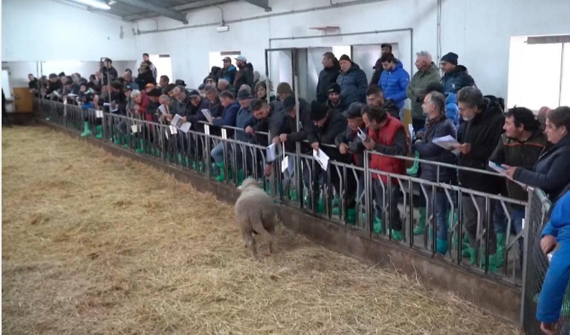 Un grande successo per la 44^ asta degli arieti a Laurenzana