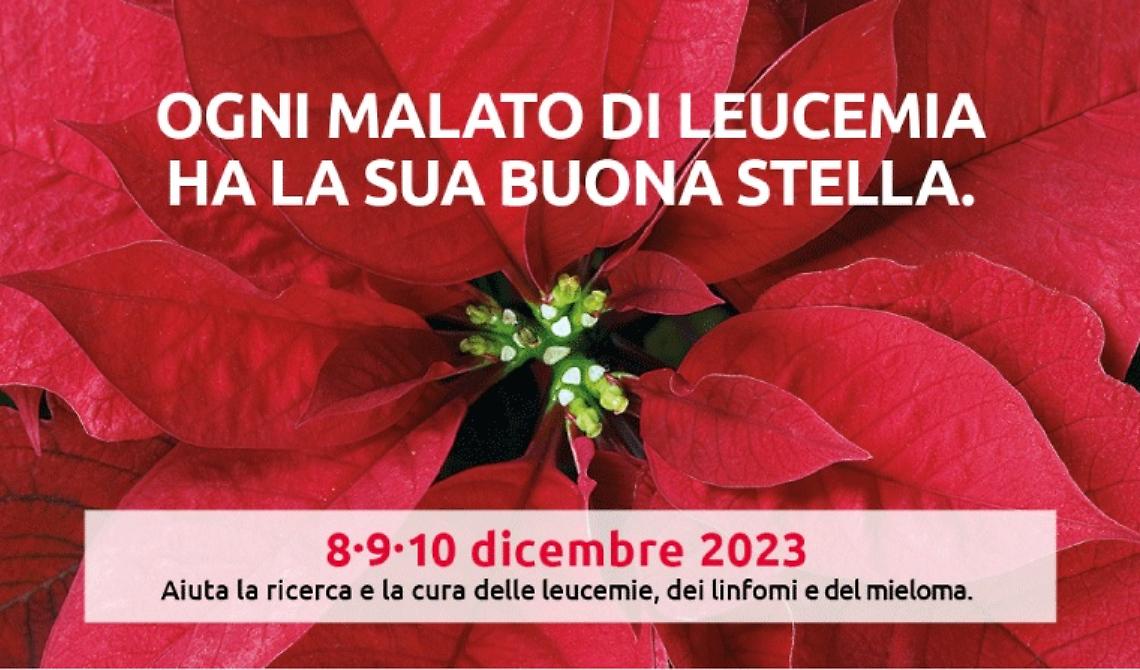 L'Ail di Matera torna nelle piazze con la tradizionale manifestazione delle Stelle di Natale