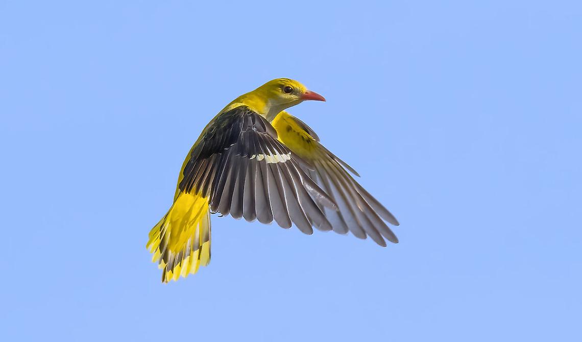 Il rigogolo, un gioiello alato della Basilicata: viaggio tra natura e biodiversità
