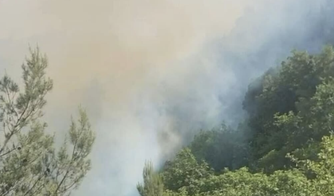 Il bosco in fiamme: Gargano sotto assedio