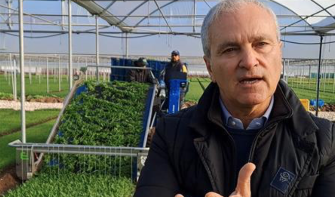 La rucola aiuta la fertilità maschile e contrasta gli effetti tossici della plastica per i cibi