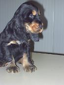 Smarrito un cocker nero a Manfredonia